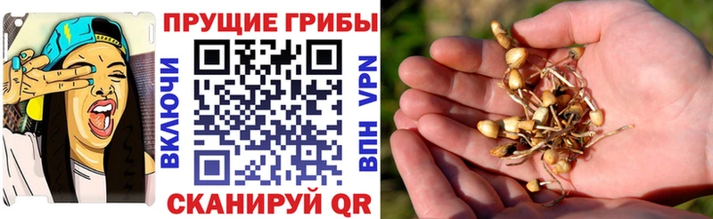 наркошоп  Подольск  Псилоцибиновые грибы прущие грибы 